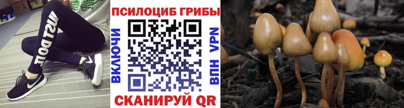 Галлюциногенные грибы Psilocybe  цены наркотик  Избербаш 